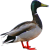 Линии модульного типа для убоя водоплавающей птицы (Утка, Гусь)